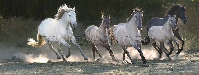 troupeau-dans-le-pre-septembre-2016-b
