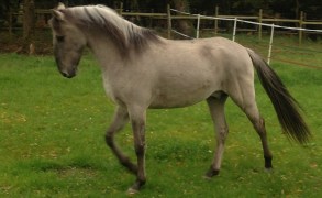 Dové étalon grullo Sorraia