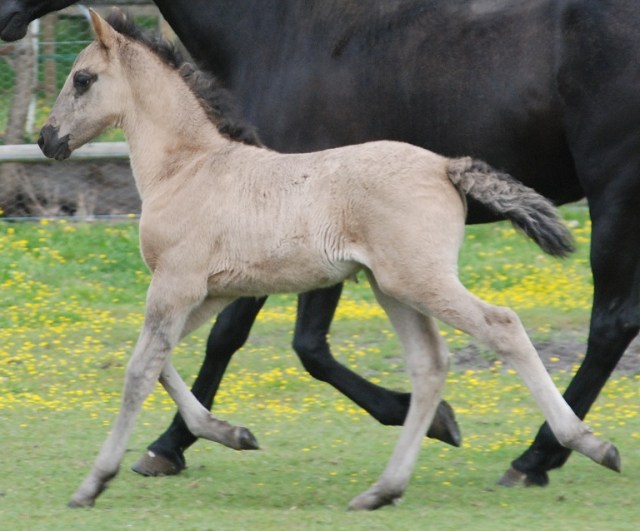 faisca court le 3 mai 2015