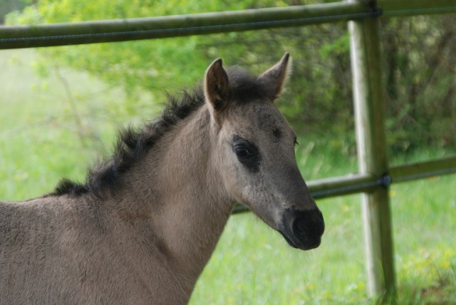 Tete faisca le 3 mai 2015