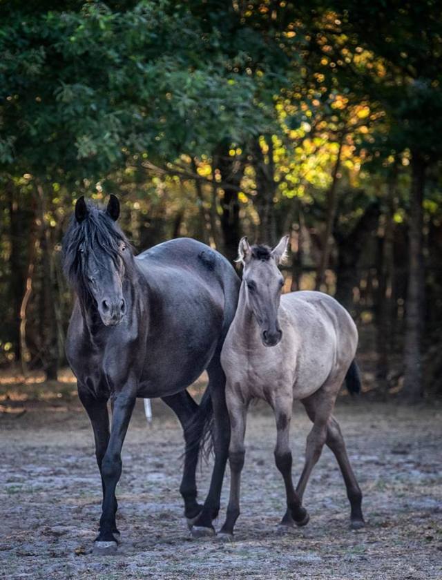 camela-et-guaica-par-louise-sept-2016