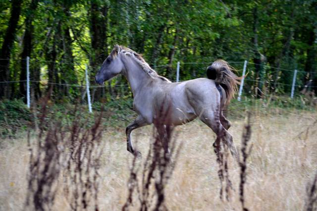 fidalga-septembre-2016-a