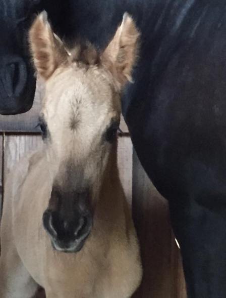 G de camela 1 le 01 04 16