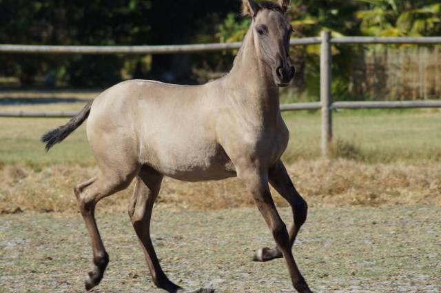 guaica-24-aout-2016-b