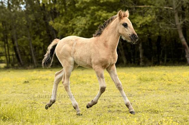 photo Laurie mai 2016 guaica b