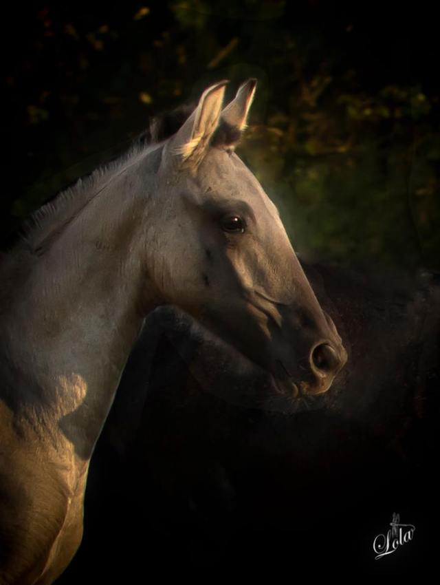 portrait-galan-septembre-2016
